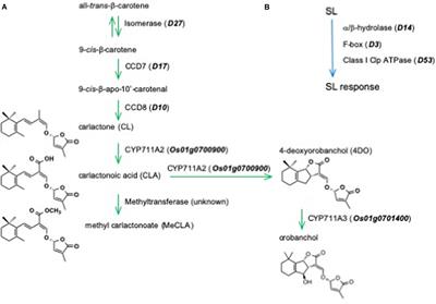 Do Phosphate and Cytokinin Interact to Regulate Strigolactone Biosynthesis or Act Independently?